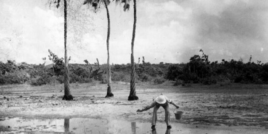 IFEBRE AMARELA EM ARACATI-1851